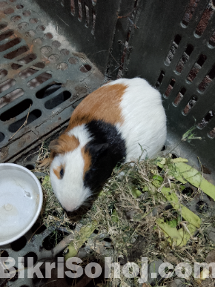 Guinea Pig